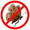 Moth Control Wollert